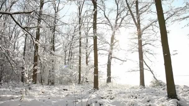 Χειμερινό δάσος — Αρχείο Βίντεο