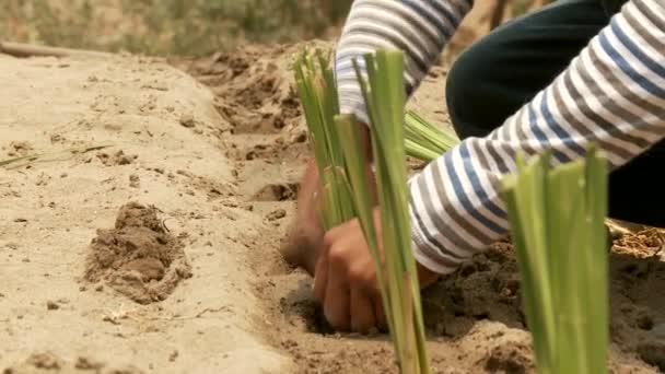 Gente plantando la planta vetiver gras — Vídeos de Stock