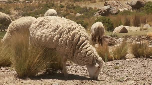 Ovejas en el desierto — Vídeo de stock