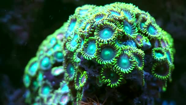 Corals  in marine water in aquarium — Stock Video