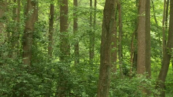 Лес в Германии — стоковое видео