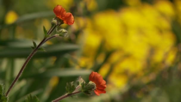 아름다운 꽃들 — 비디오