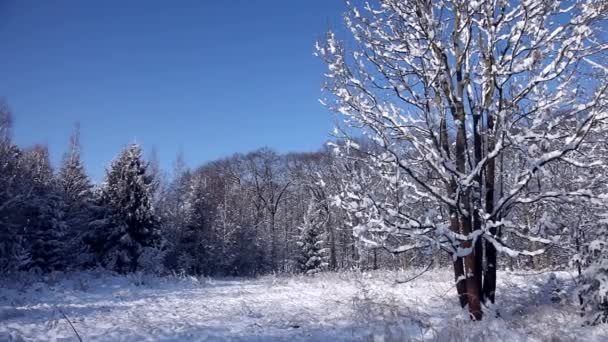 Winterlandschaft — Stockvideo