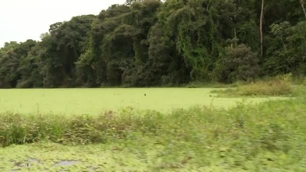 Båttur på floden Amazonas — Stockvideo