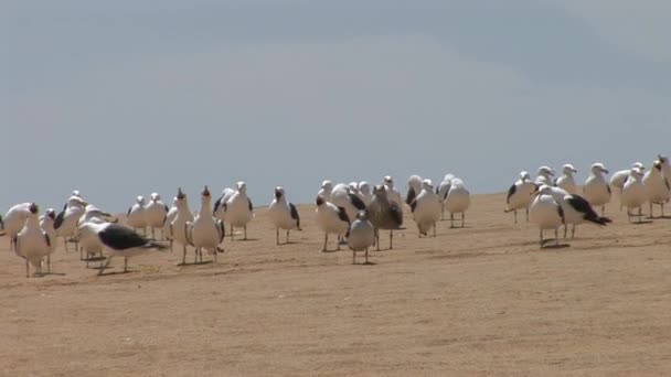 Gaviotas en la playa — Vídeos de Stock