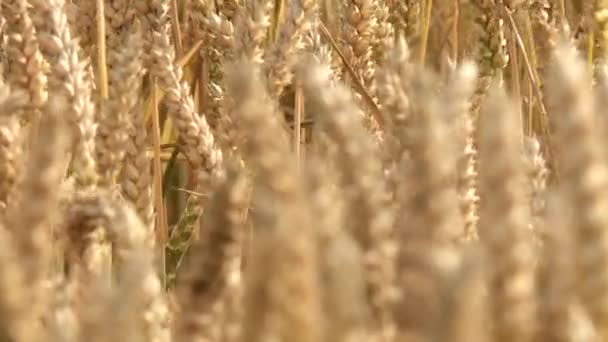 Campo de grãos no verão — Vídeo de Stock
