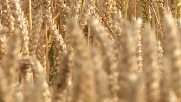 Campo de grano en verano — Vídeos de Stock