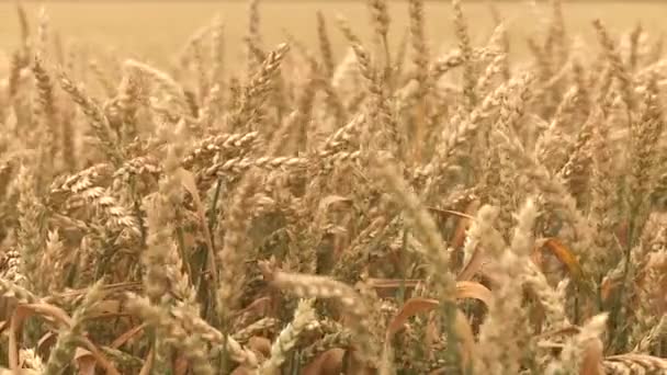 Το καλοκαίρι αγρό με βιολογικά σιτηρά — Αρχείο Βίντεο