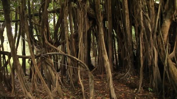 Amazone-regenwoud in Peru — Stockvideo