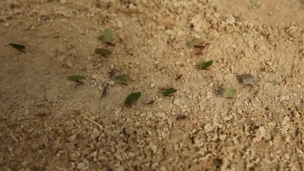 Κοντινό πλάνο μυρμήγκια εργάζονται — Αρχείο Βίντεο