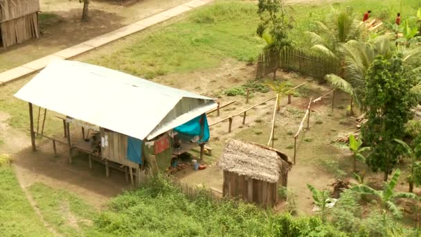 Huts in rain forest — Stock Video