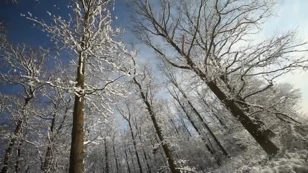 Kış manzarası — Stok video