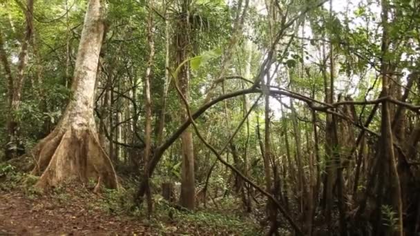 Amazon-Rainforest in Peru — Stock Video