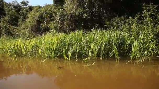 Scheepvaart op amazon river — Stockvideo