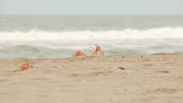 Krabbe på sanden – stockvideo