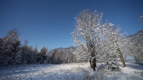 Зимний пейзаж — стоковое видео