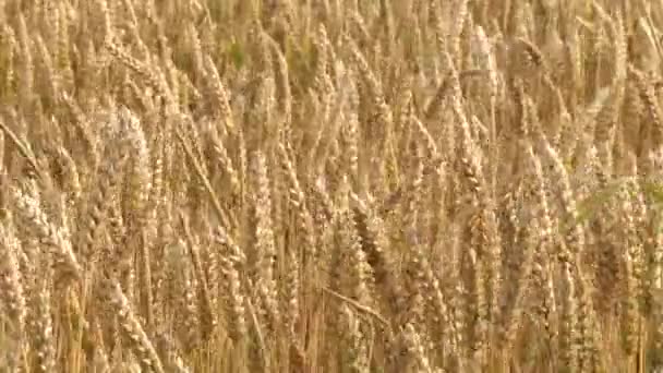 Getreidefeld im Sommer — Stockvideo