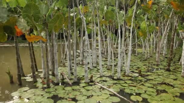 Plantas en el río Amazonas — Vídeos de Stock