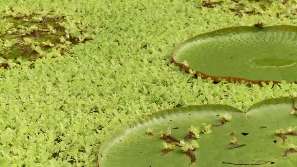 Laguna con nenúfar — Vídeos de Stock