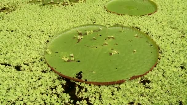 Laguna con plantas de agua — Vídeos de Stock