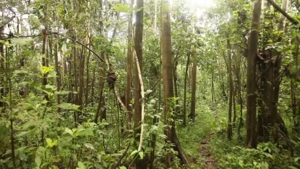 Amazonas-Selva en Perú — Vídeo de stock