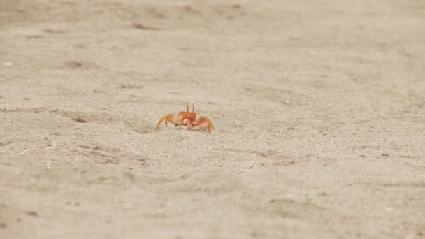 Krab op het zand — Stockvideo
