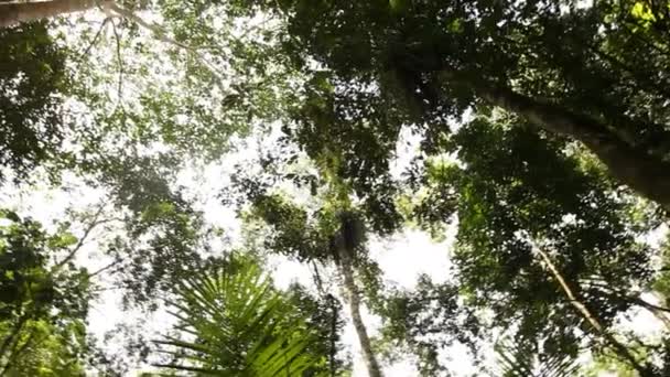 Amazone-regenwoud in Peru — Stockvideo