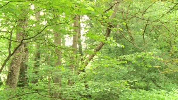 Bosque en Alemania — Vídeos de Stock