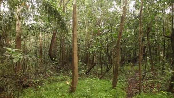 Amazônia-Floresta tropical no Peru — Vídeo de Stock