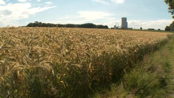 Зерновые поля летом — стоковое видео