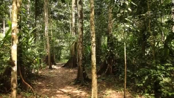 Amazônia-Floresta tropical no Peru — Vídeo de Stock