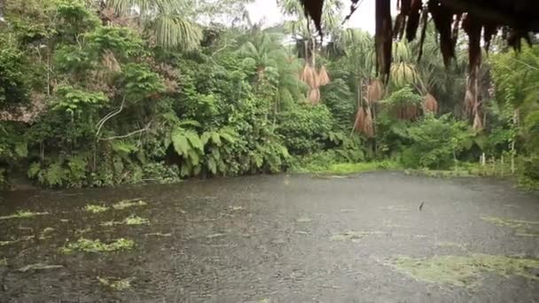 Regen in het forest, Zuid-Amerika — Stockvideo