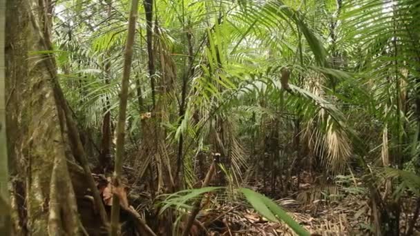 Амазон - тропические леса Перу — стоковое видео