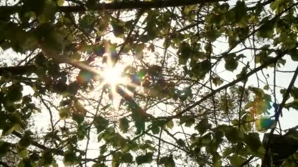 Sol en los árboles — Vídeo de stock