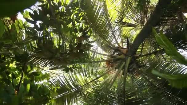 Amazonas-Selva en Perú — Vídeo de stock