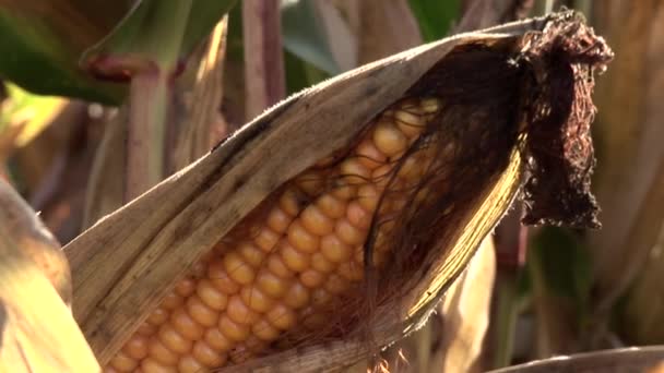Corn field — Stock Video