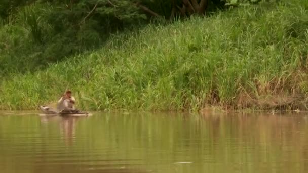 Shipping On Amazon River — Stock Video