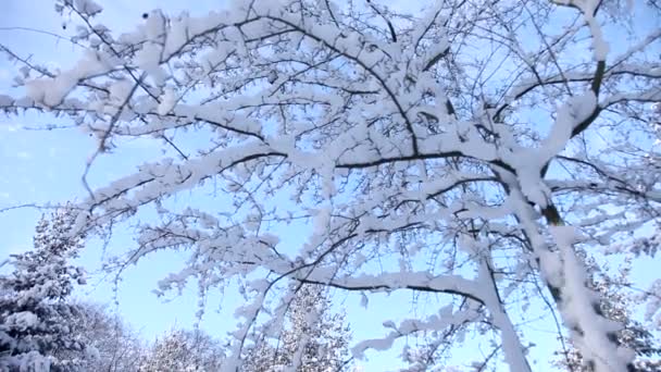 Árbol de invierno — Vídeo de stock