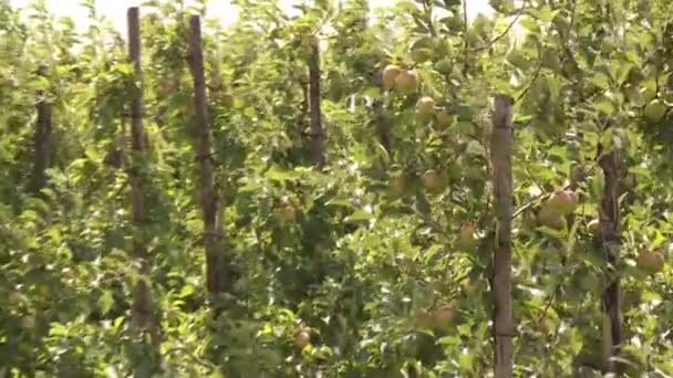 Äppelplantage — Stockvideo