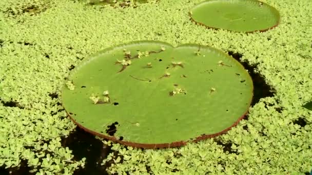 Lagoa com plantas de água — Vídeo de Stock