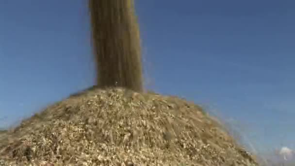 Maïs oogst — Stockvideo