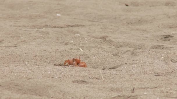 Krabba på sanden — Stockvideo
