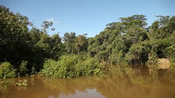 Reis op amazon river — Stockvideo