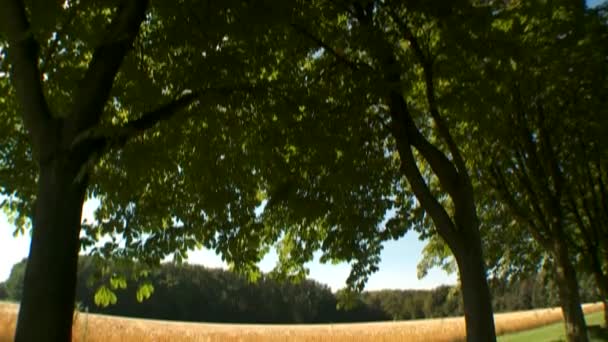 Campo de grano en verano — Vídeo de stock