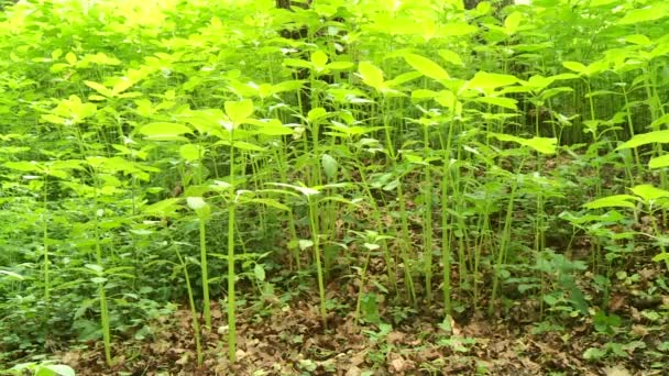 Bosque en Alemania — Vídeo de stock