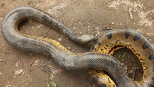 Grote anaconda, Peru — Stockvideo