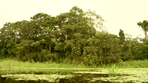 Поездка на лодке по Амазонке — стоковое видео