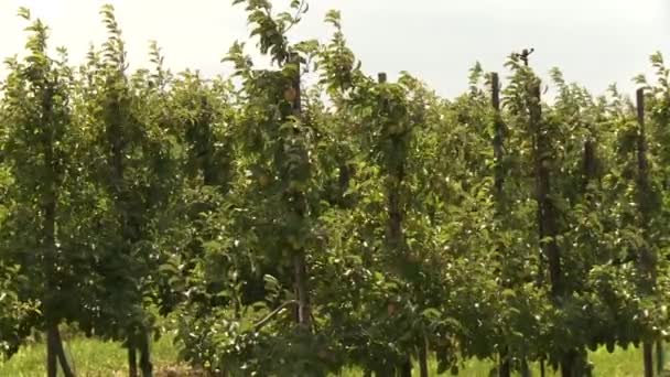 Plantación de manzana — Vídeo de stock