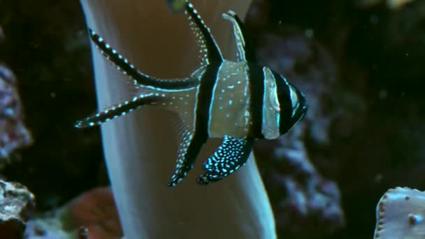 珊瑚和海洋水族馆在水中的鱼 — 图库视频影像