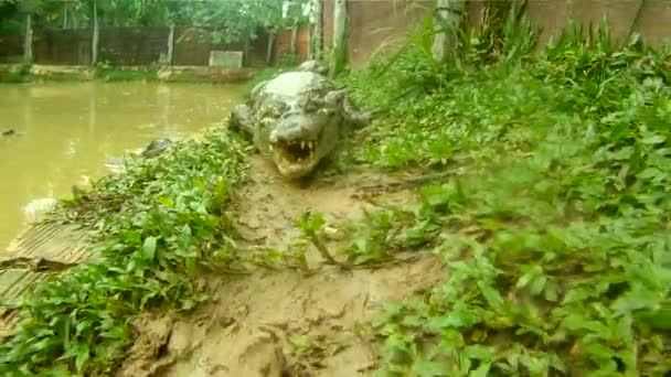 Крокодил, Южная Америка — стоковое видео